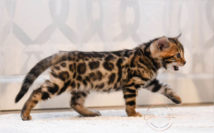 Bengal kitten for sale